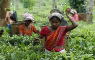 TRA Tocklai comes up with first climate-smart tea seed stock -TSS 2