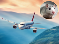 Mouse causes emergency landing on Scandinavian Airlines flight. What really happened?