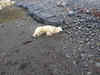 Polar bear likely drifts on iceberg from Greenland to Iceland, tragically shot dead