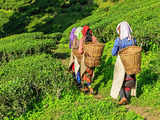 Climate-smart tea seed variety introduced to counter high-temperature impacts