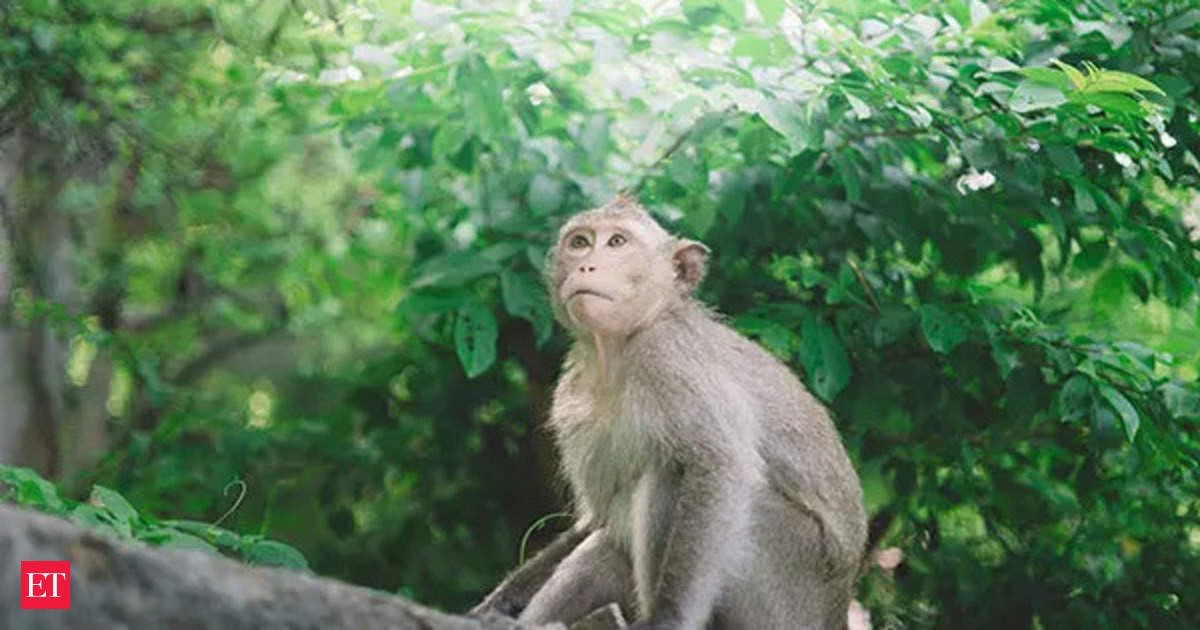 Monkeys save 6-year-old girl from kidnapper