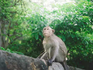 "Alexa, Bark": UP teen fends off monkey attack, shows presence of mind