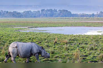 From 600 to 3,000: Assam’s rhino population grows five fold as poaching drops 86% since 2016