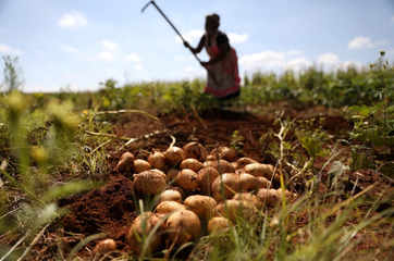 From Peels to Fuel: Potatoes may soon quench thirst of your car