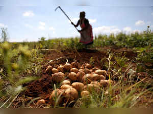 FILE PHOTO: Nobutho Thethani harvests potatoes at her farm in Lawley informal settlement in the south of Johannesburg