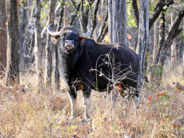 Satpura National Park, Madhya Pradesh