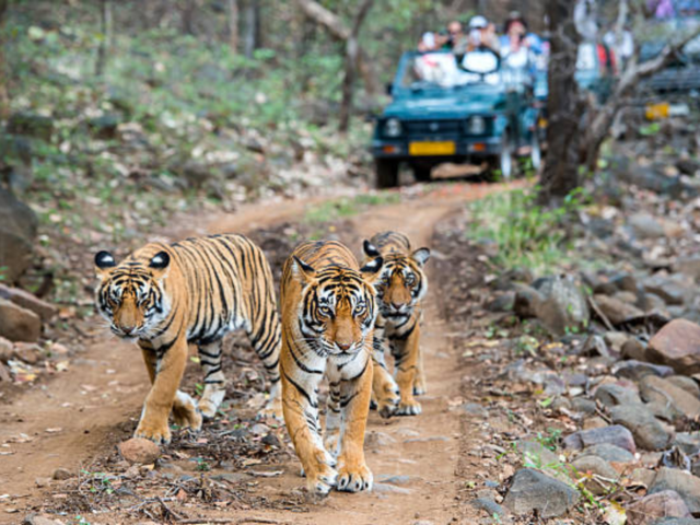 Ranthambore National Park, Rajasthan