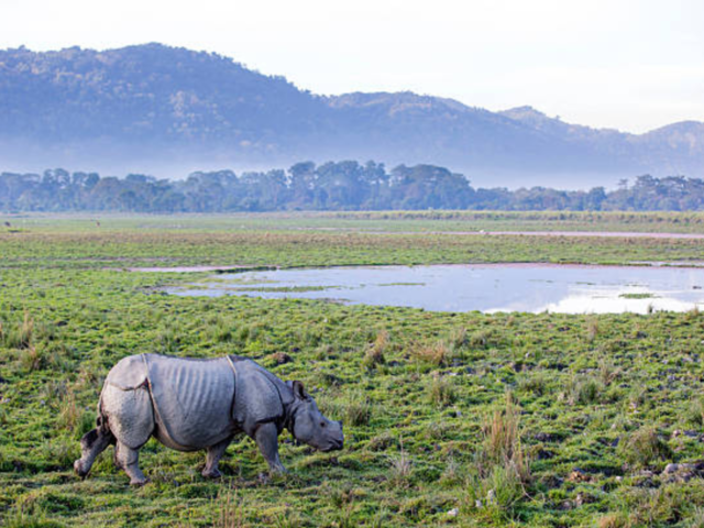 Kaziranga National Park, Assam