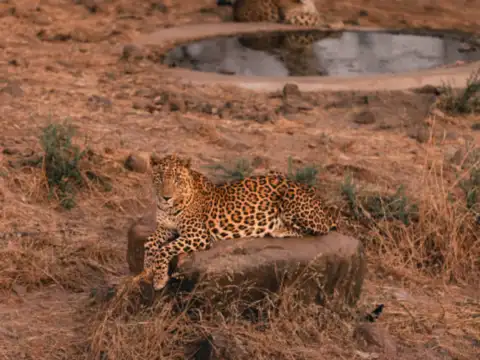 Gir National Park, Gujarat