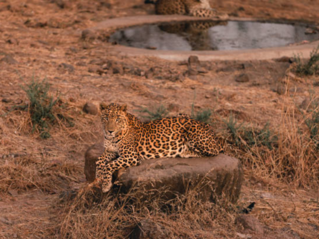 Gir National Park, Gujarat