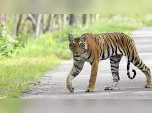 Tiger Attack Pilibhit