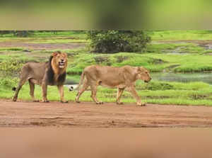 Gujarat gives added protection to Asiatic lions with 1.84 lakh hectare ESZ around Gir