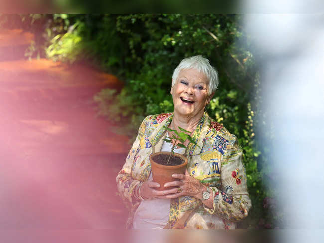 British actress Dench poses with a seedling from the Sycamore Gap tree on first day of Chelsea Flower Show, in London