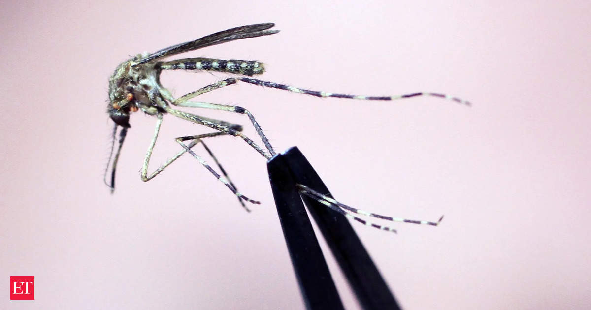 New York sounds alert for rare mosquito-borne virus. Here’s all about EEE