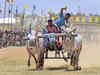 Karnataka farmer buys oxen pair for Rs 36 lakh to win bullock cart race