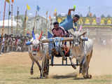 Karnataka farmer buys oxen pair for Rs 36 lakh to win bullock cart race