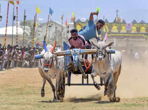 Chikkamagaluru: Participants during a state-level bullock cart race, at Thegur, ...