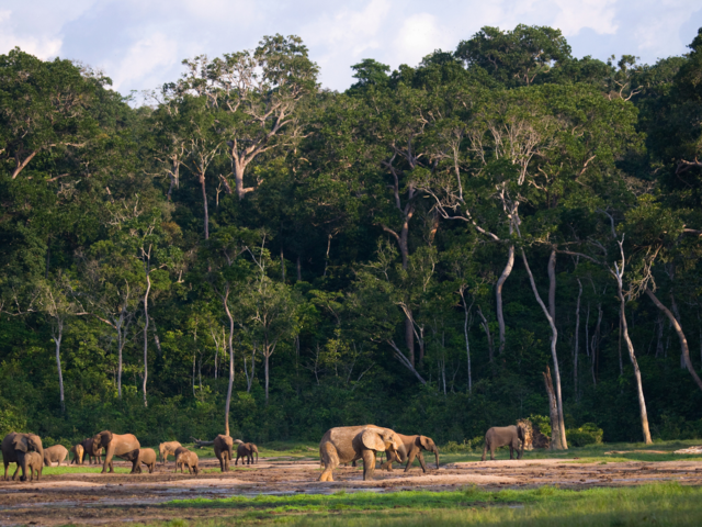 Central African Republic