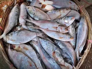 Bangladesh's brief hilsa ban may be a boon