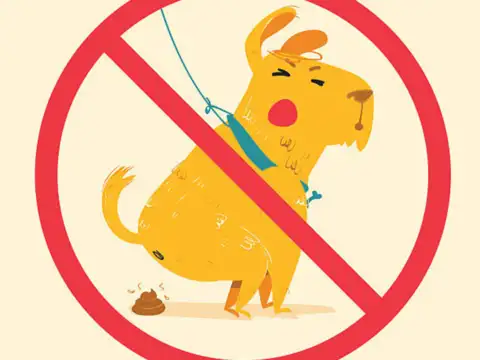 Don&rsquo;t: Handle sick animals