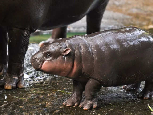 hippo