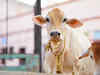 Maharashtra declares desi cows as 'Rajyamata-Gomata' for nutritional milk and dung benefits