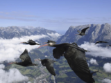 Once believed extinct, Northern Bald Ibis bird returns to European skies after 300 years