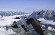 Once believed extinct, Northern Bald Ibis bird returns to European skies after 300 years