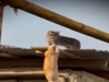 Two cats recreate iconic 'Lion King' Mufasa-Scar cliff scene; Watch the viral video that crossed 30 lakh views in a day