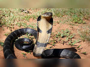 King cobra Longest venomous snake