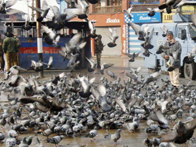 A Kashmiri feeds pigeons during a strike called by KEA