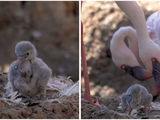 San Diego zoo’s male flamingo couple becomes first-time dads