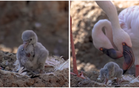 San Diego zoo’s male flamingo couple becomes first-time dads