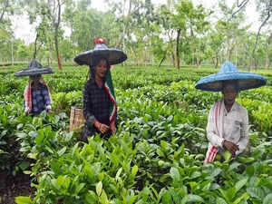 Tea Association of India expresses gratitude to FM Sitharaman for "Pradhan Mantri Cha Shramik Protsahan Yojana"