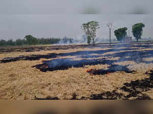 Amritsar, Sep 26 (ANI): Stubble burning seen in the fields of Fatahpur, in Amrit...