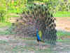 Peacock spotted in unlikely heights in Uttarakhand. Is climate change to blame? Here’s why it matters