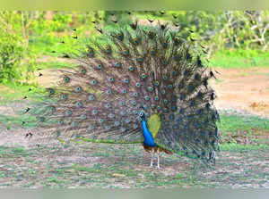 Peacock seen at 6,500 feet in Uttarakhand, likely sign of climate change, say experts