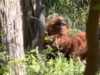 Was it really bigfoot? US hiker shares chilling video of alleged sasquatch encounter