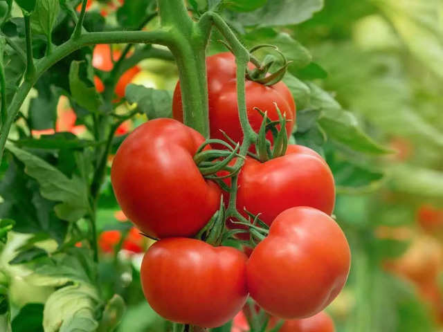 Tomato prices soar over Rs 100 per kg