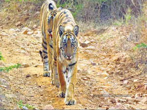 Bihar to develop Kaimur Wildlife Sanctuary as tiger reserve, gets Centre's nod