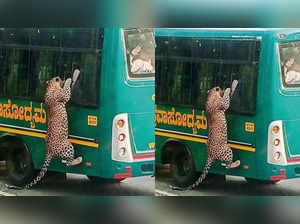 A video grab of the leopard jumping on a safari bus at Bannerghatta Biological Park