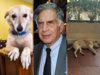 Only Ratan Tata could do it! Stray dogs are VIPs at Tata group headquarters and Taj Hotel