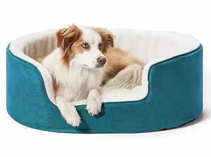 Best Dog Beds