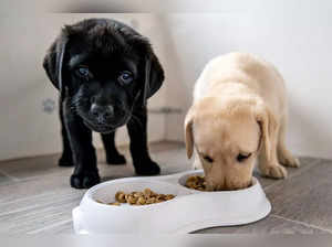 puppy food