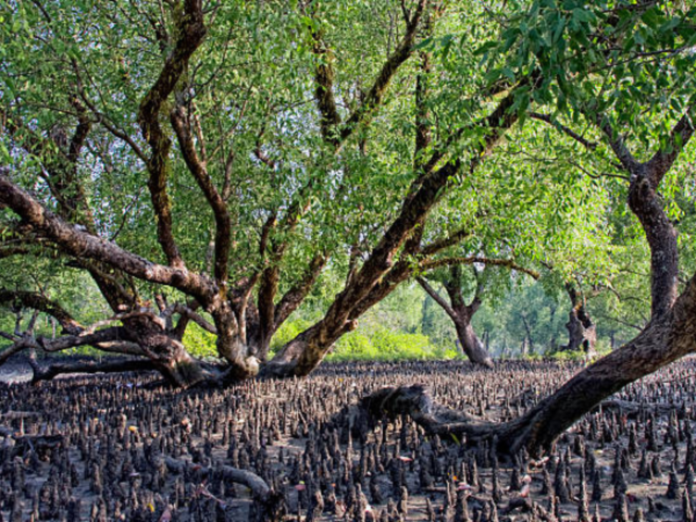 Sundarbans