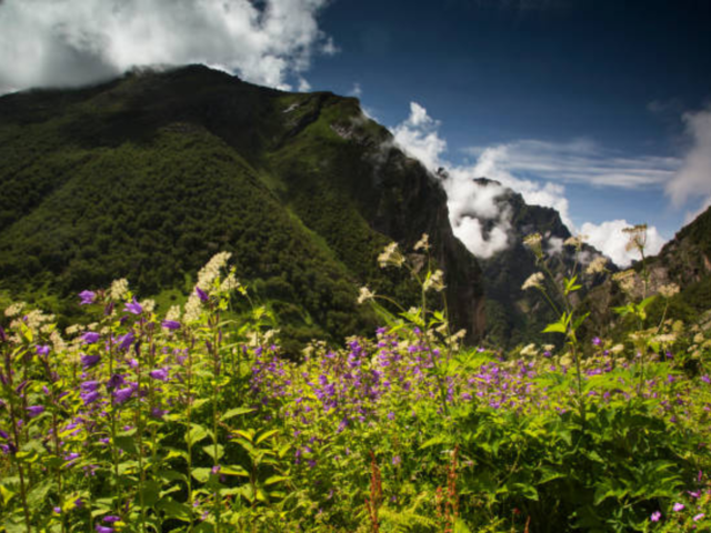 Valley of flowers