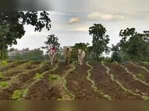 Power bill waived: Vidarbha farmers reap poll windfall