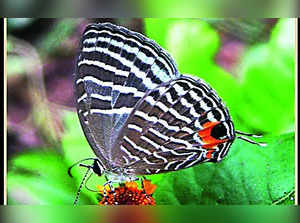 Kaziranga records 446 butterfly species