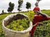 BK Birla group company Jay Shree Tea to bid for Rwandan tea plantations