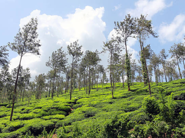 Bangalore to Coorg